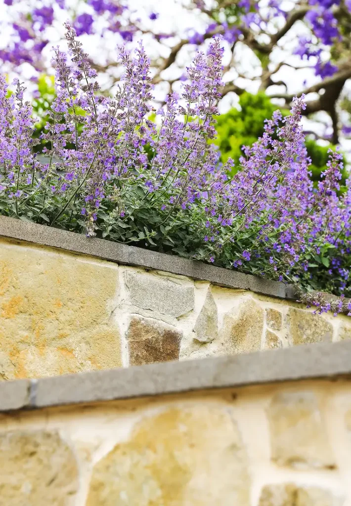 Vibrant purple salvia flowers blooming heavily above a structured stacked stone wall.