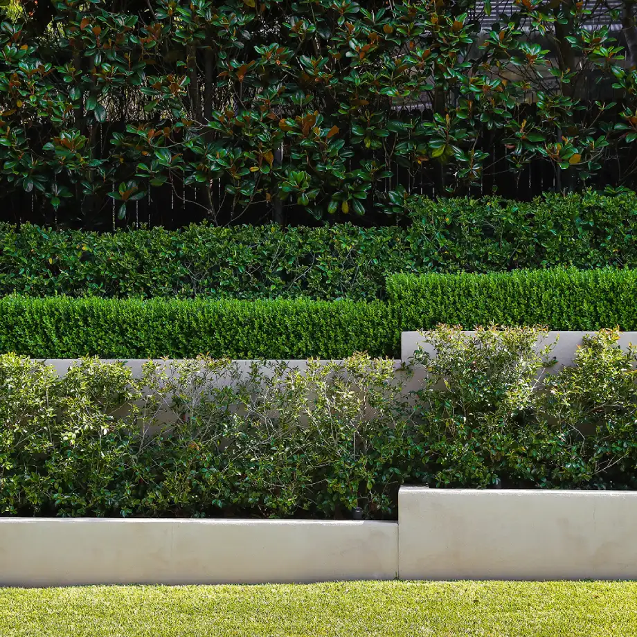 Perfectly manicured green boxwood hedges stacked in tiers above a rustic stone wall.
