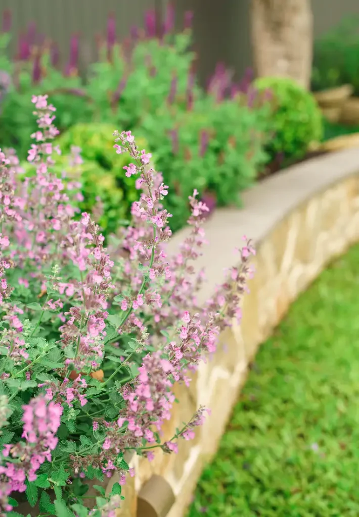 A smooth sandstone retaining wall bordering a lush garden bed filled with pink and green foliage.