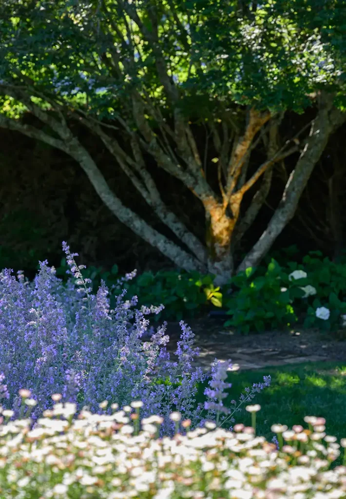 Multiple elegant tree trunks spreading upward from a garden bed with soft purple flowers.