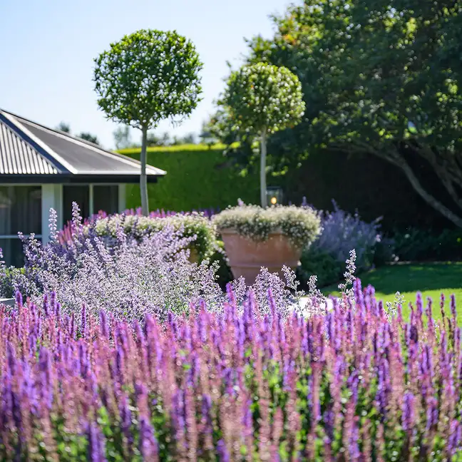 Tall, slender spherical topiary trees rising above abundant purple lavender and garden paths.