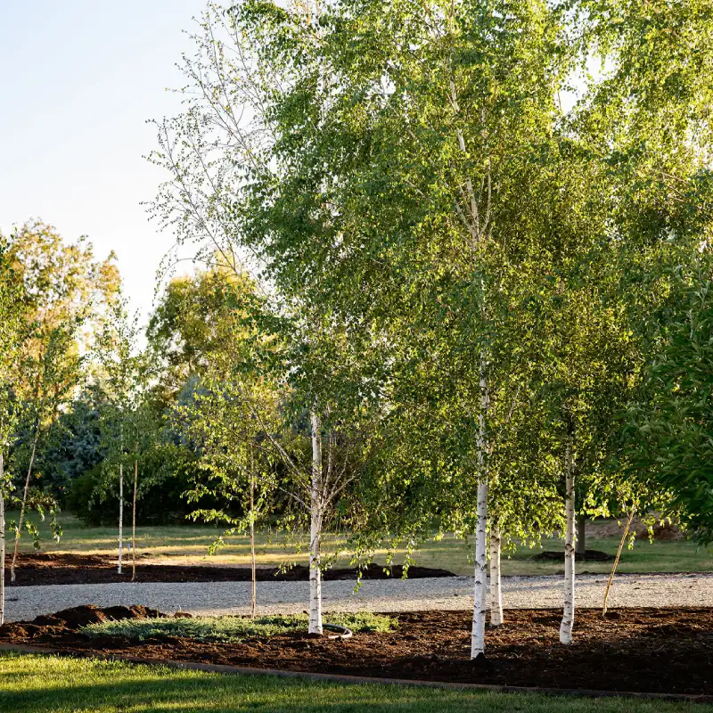 Bright sunlight filtering through the delicate green leaves of mature garden trees.