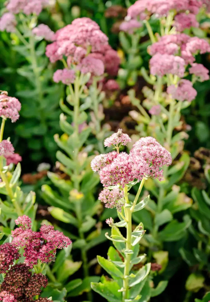 Clusters of soft pink flowers blooming gracefully in a lush, green residential garden.